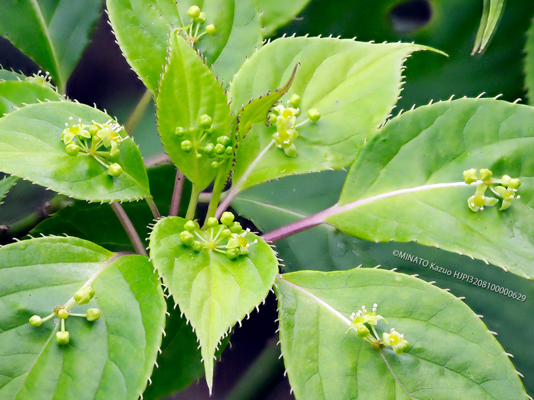 リュウキュウハナイカダ