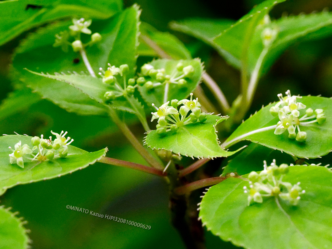 リュウキュウハナイカダ