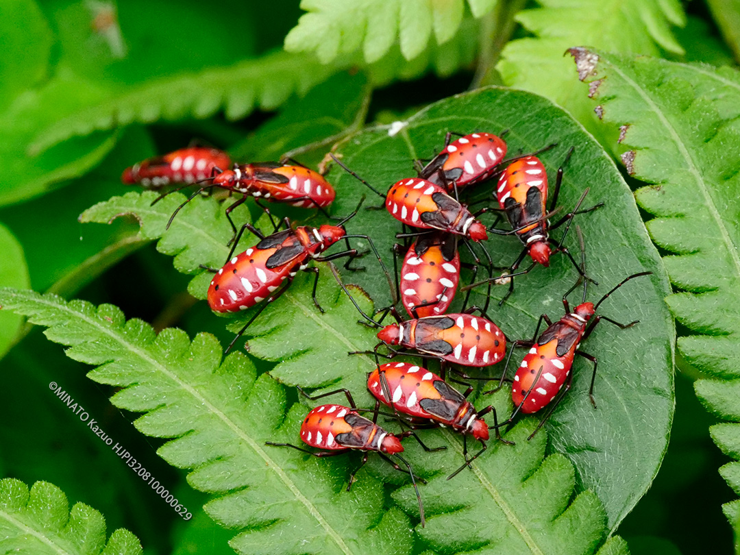 アカホシカメムシ