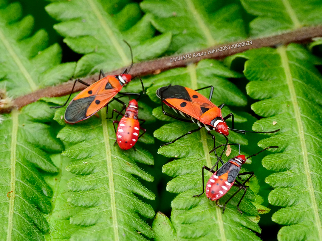 アカホシカメムシ