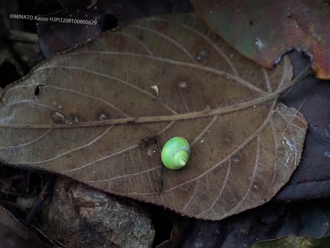 アオアミオカタニシ