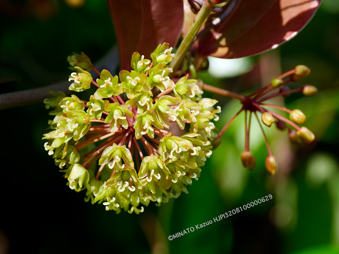 サツマサンキライ雌花