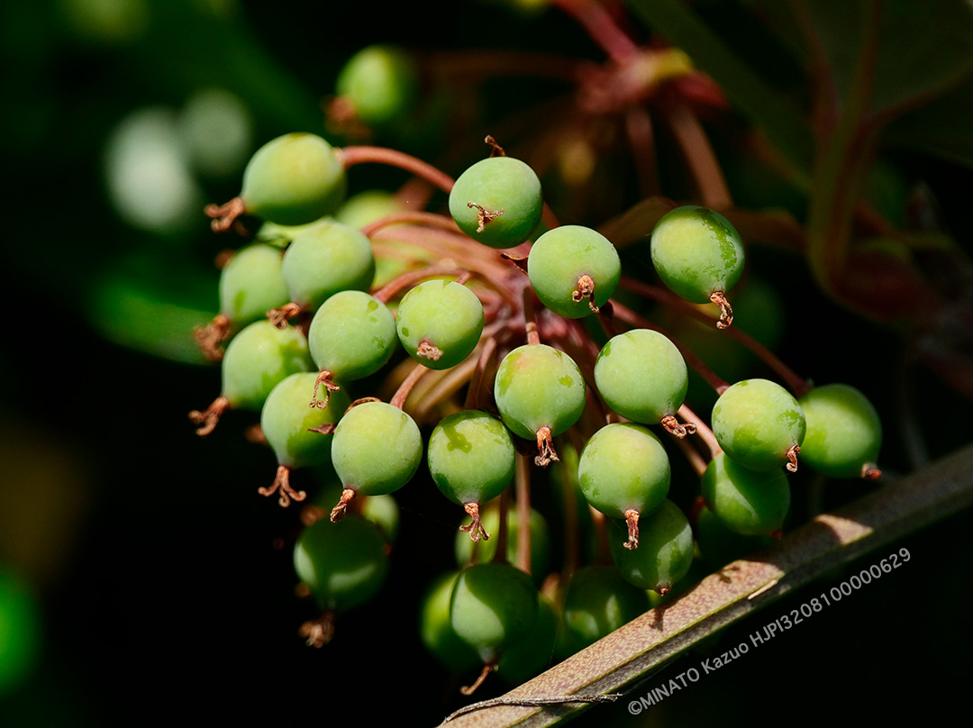 サツマサンキライ実