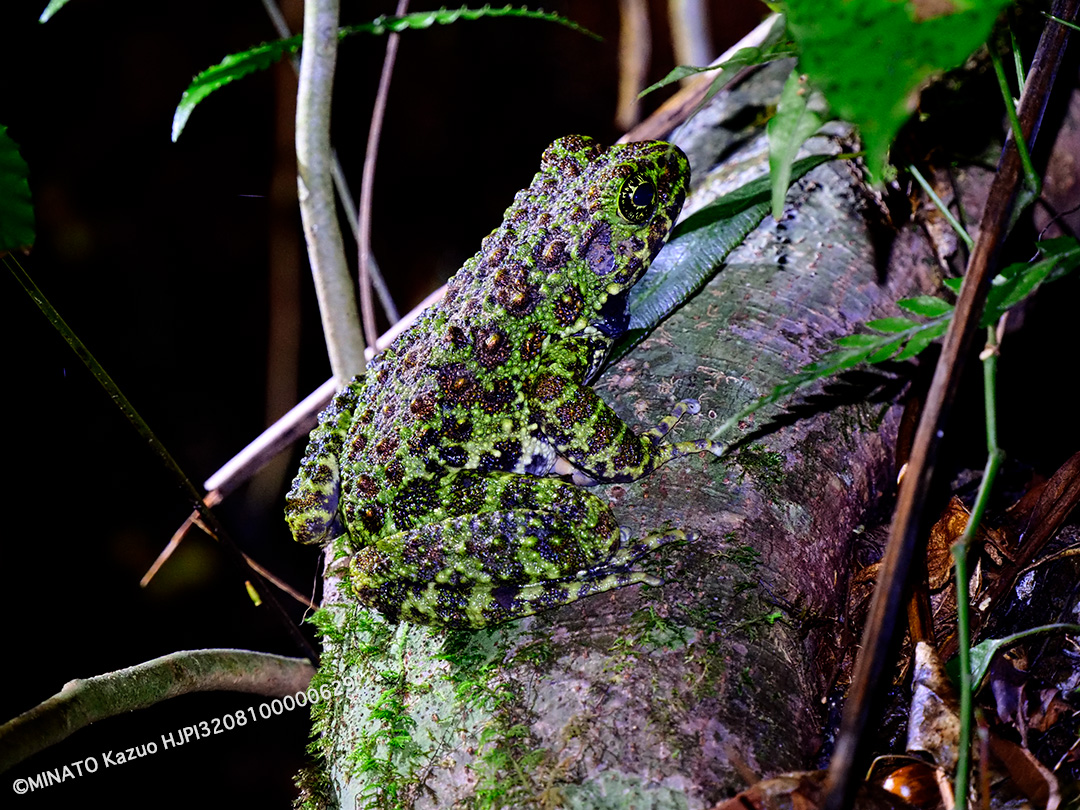 オキナワイシカワガエル