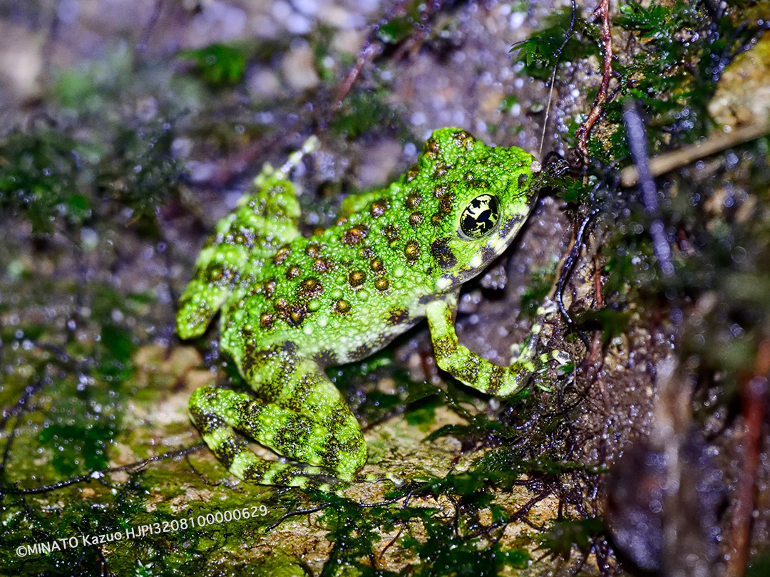オキナワイシカワガエル