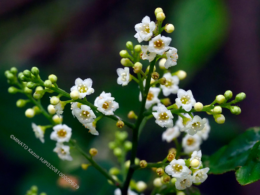 シマイズセンリョウ