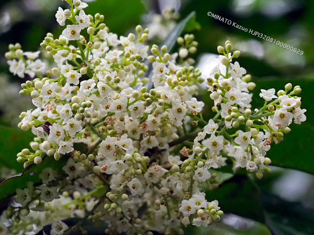シマイズセンリョウ
