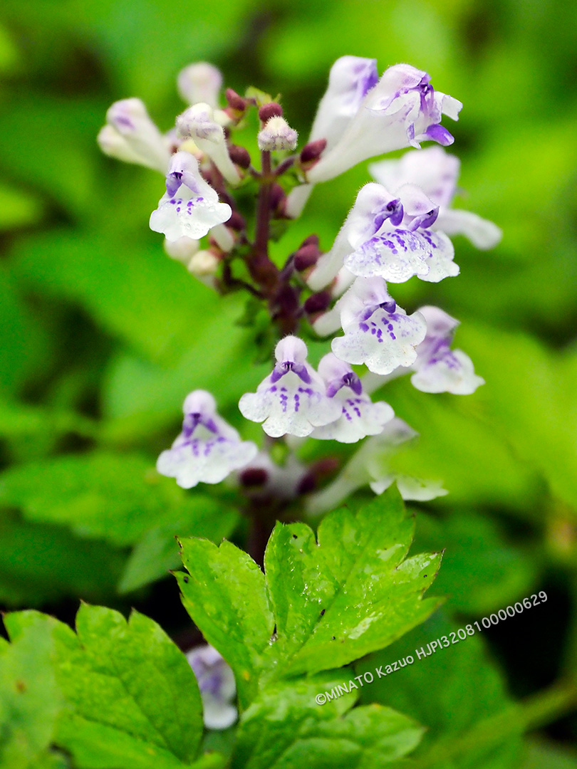 アカボシタツナミソウ