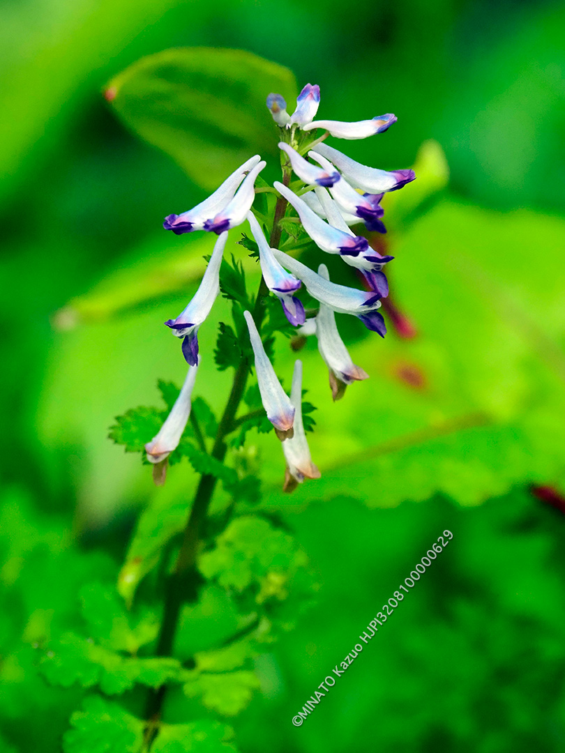 ムラサキケマン