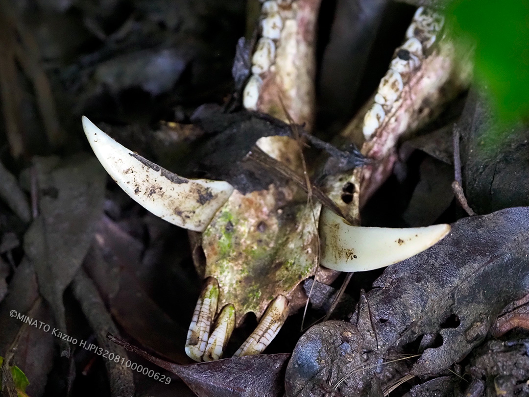 リュウキュウイノシシ下顎骨