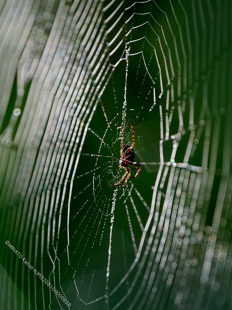 ヤマシロオニグモ？
