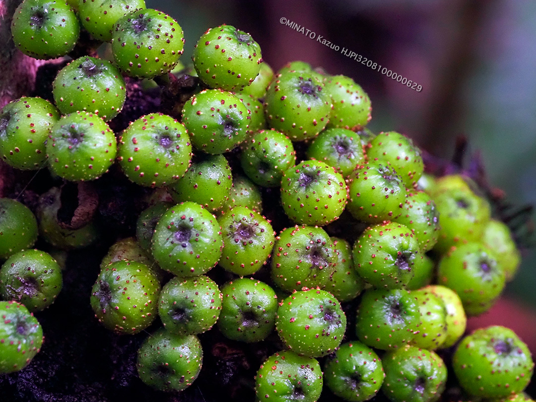 アカメイヌビワ