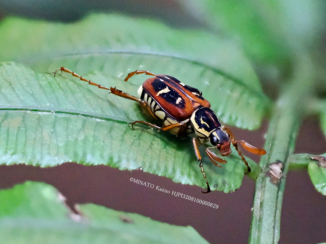 オキナワトラフハナムグリ褐色型雄（8コマ深度合成）