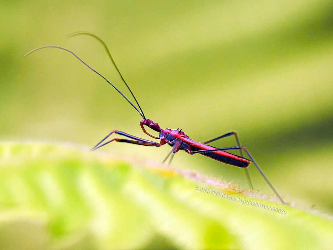 キベリヒゲナガサシガメ