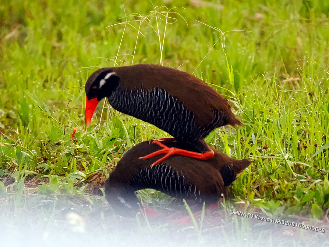 ヤンバルクイナ・ぺア