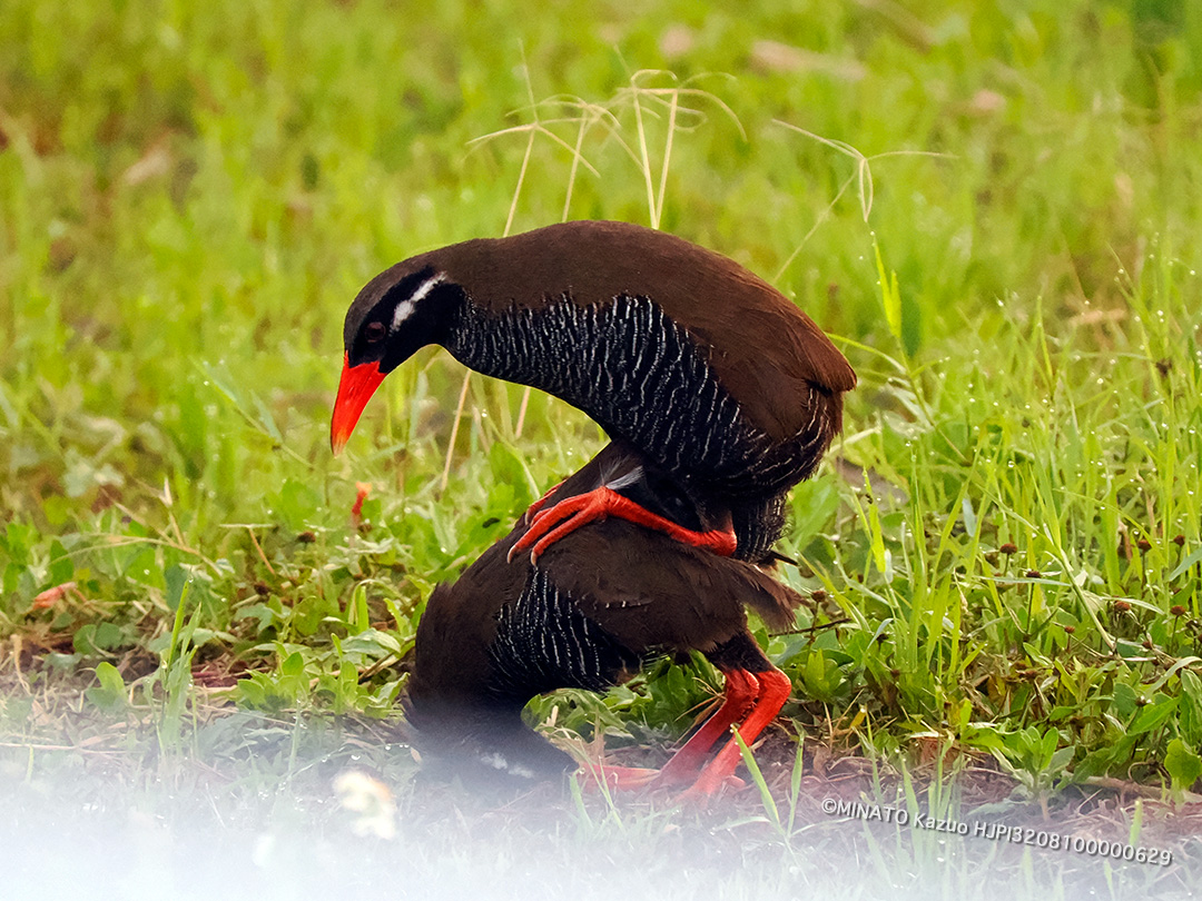 ヤンバルクイナ・ペア