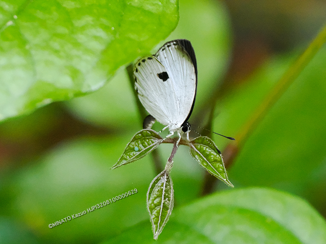 リュウキュウウラボシシジミ
