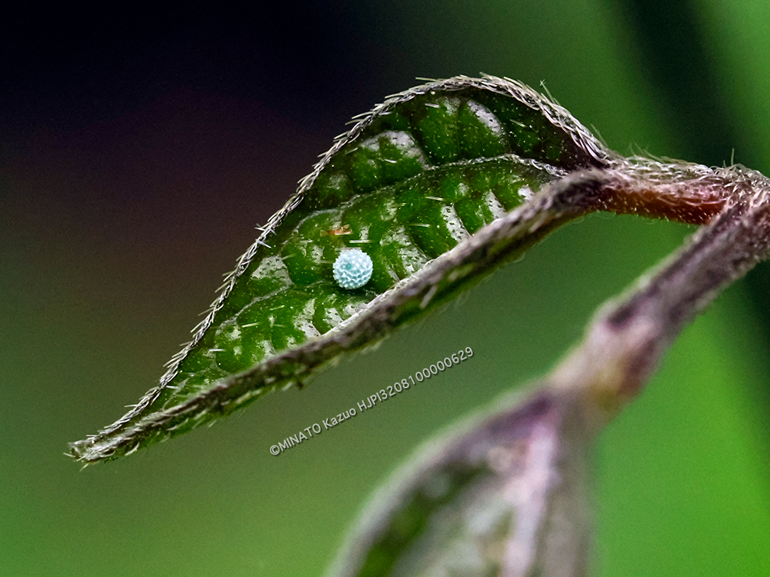 リュウキュウウラボシシジミ