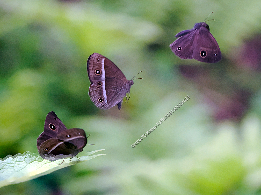 リュウキュウヒメジャノメ