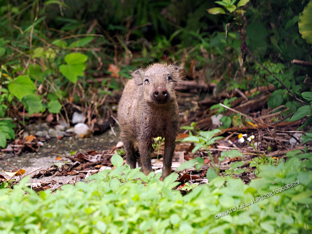 リュウキュウイノシシ