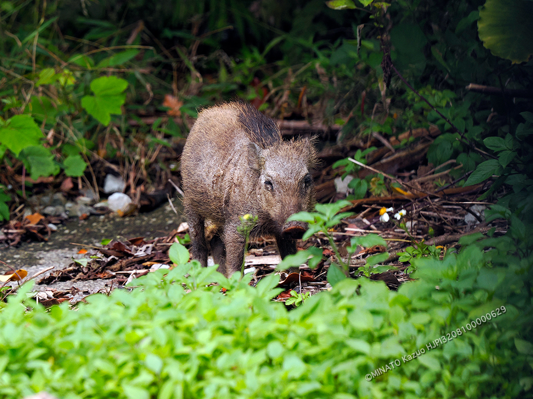 リュウキュウイノシシ