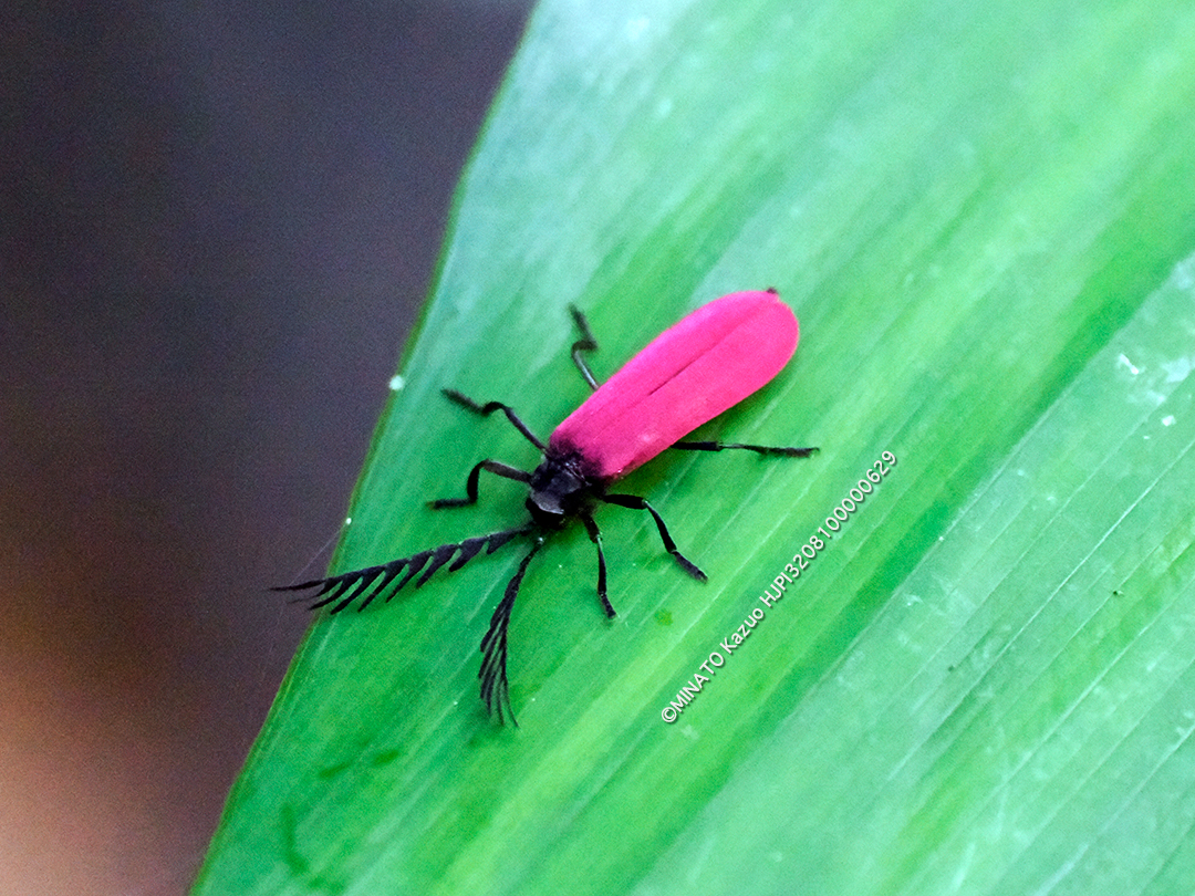 オキナワクシヒゲベニボタル