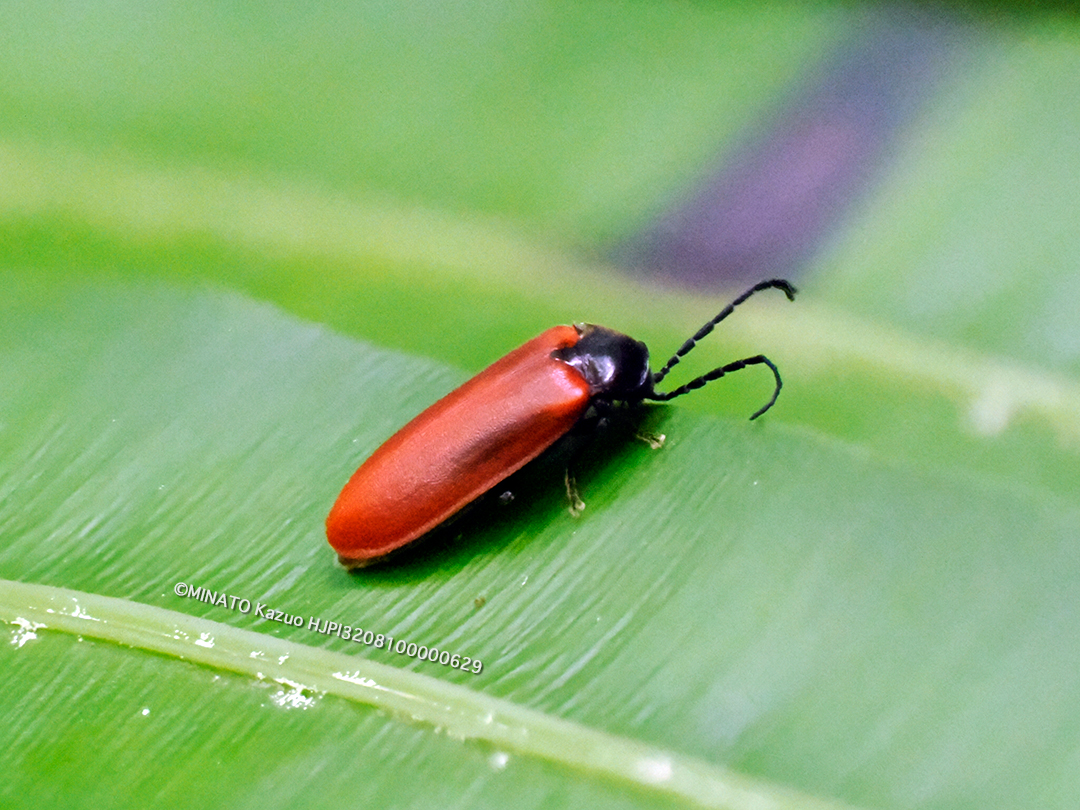オキナワアカミナミボタル
