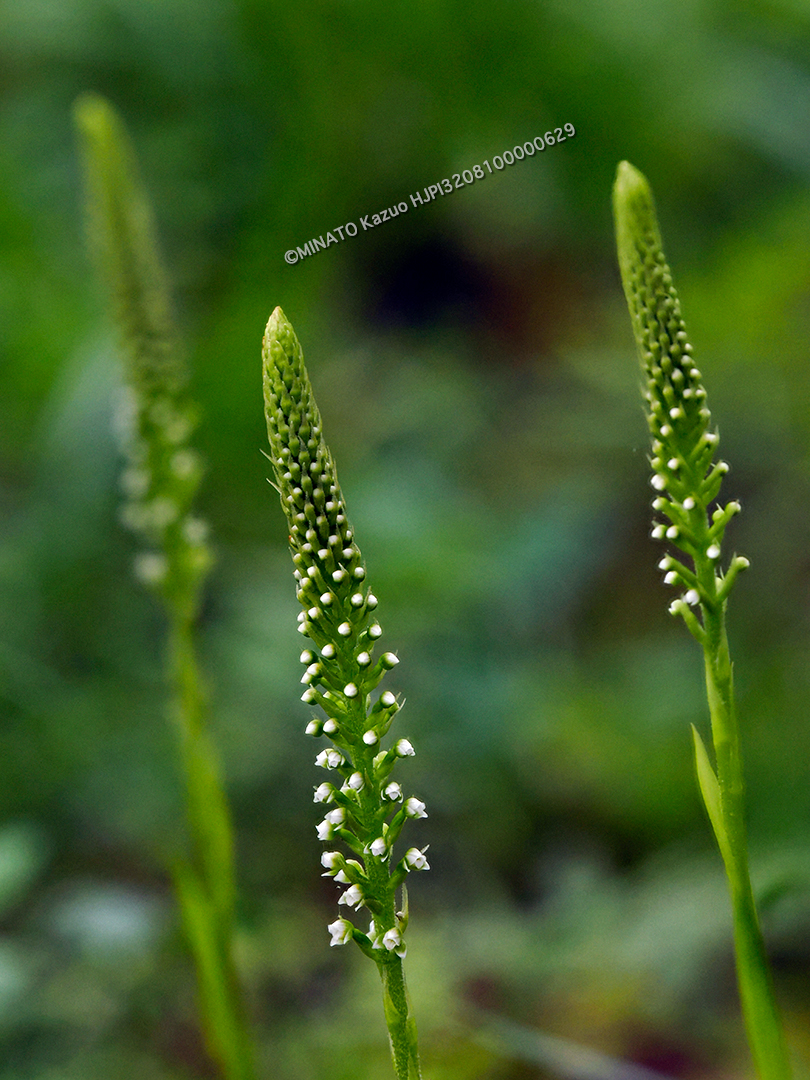 キンギンソウ（深度合成）