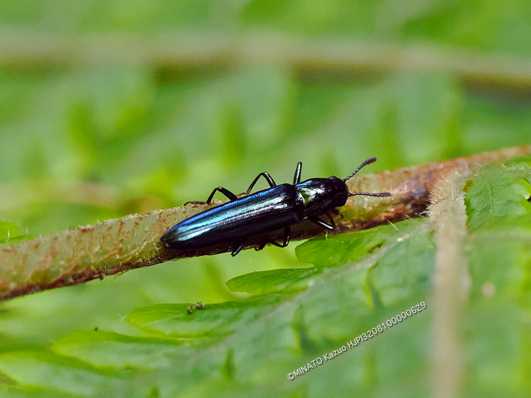 チュウジョウコメツキモドキ