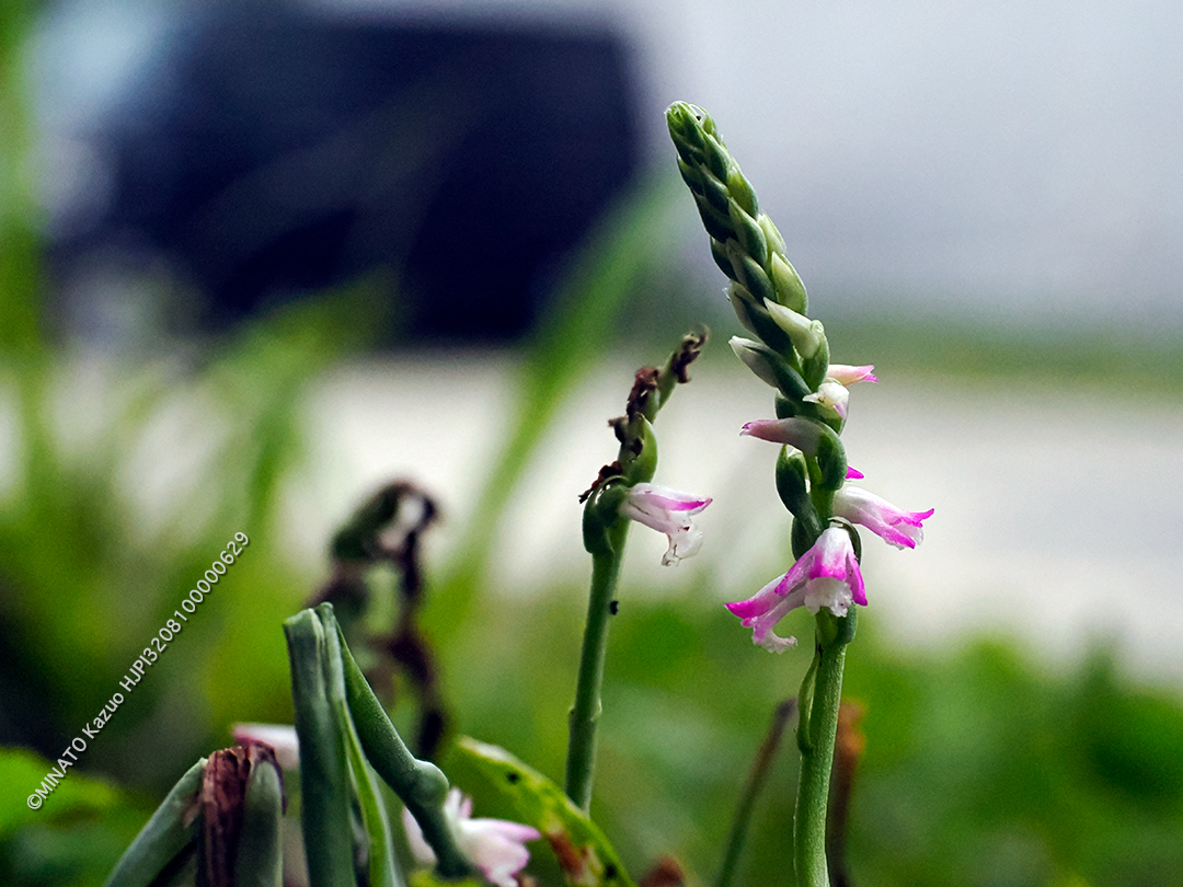 ナンゴクネジバナ