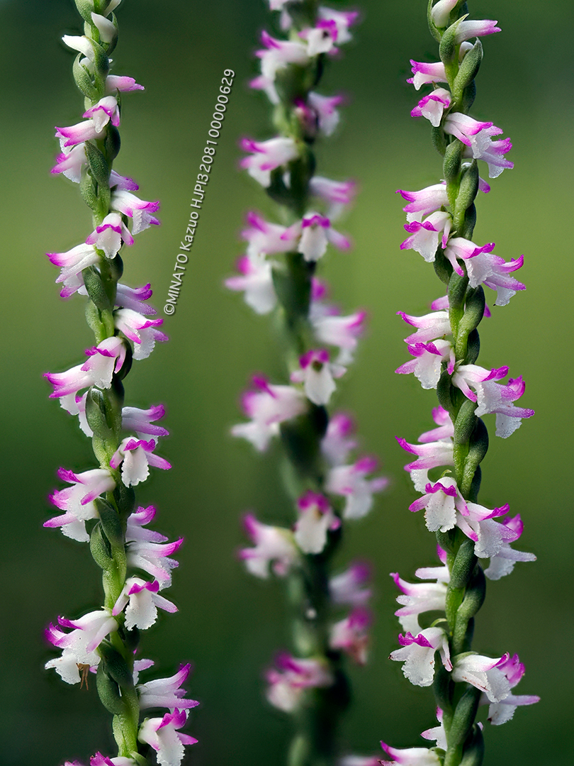 ナンゴクネジバナ