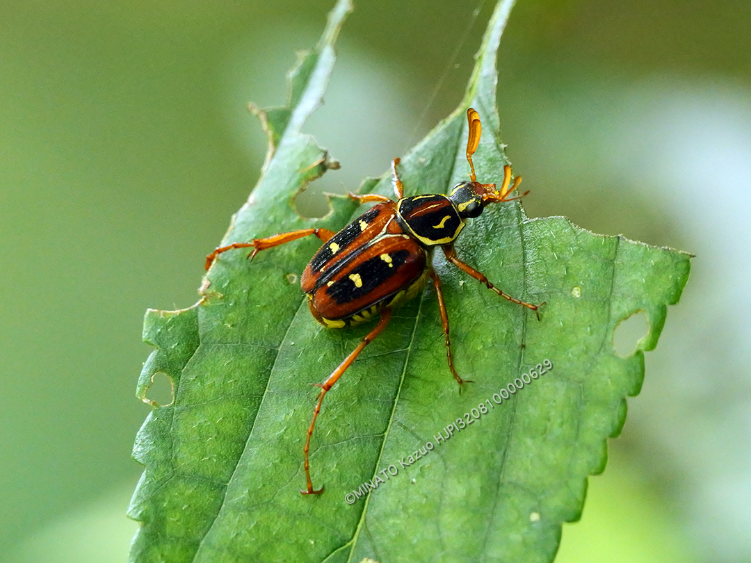 オキナワトラフハナムグリ褐色型雄