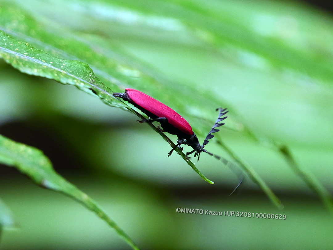 オオシマクムネベニボタル