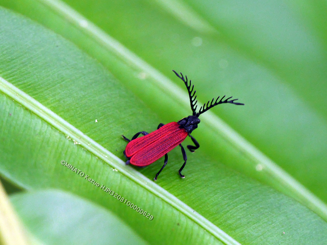 ベニボタルの1種