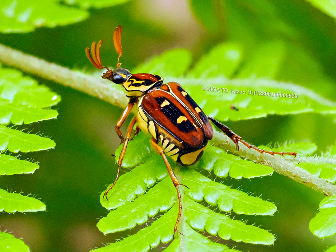オキナワトラフハナムグリ
