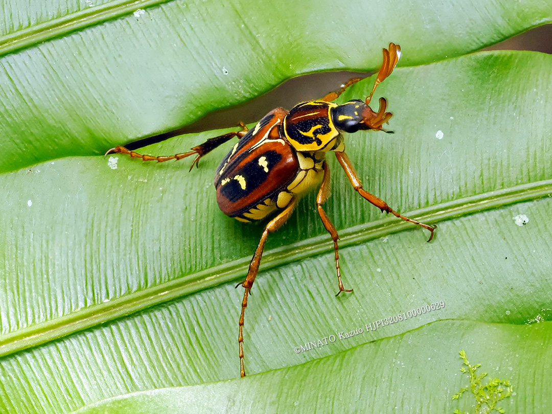 オキナワトラフハナムグリ