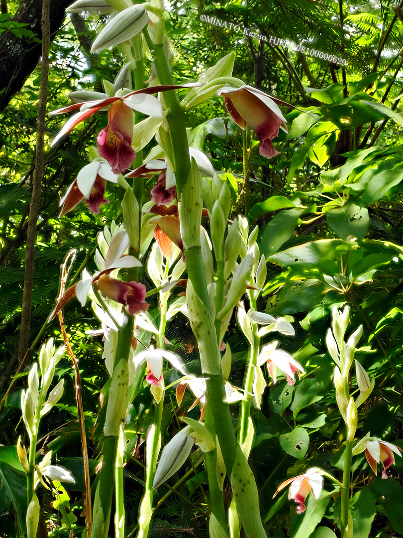 カクチョウラン