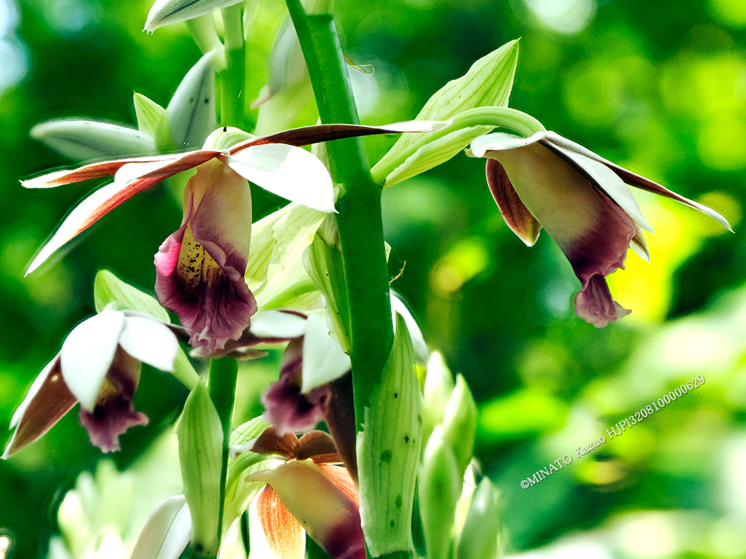 カクチョウラン