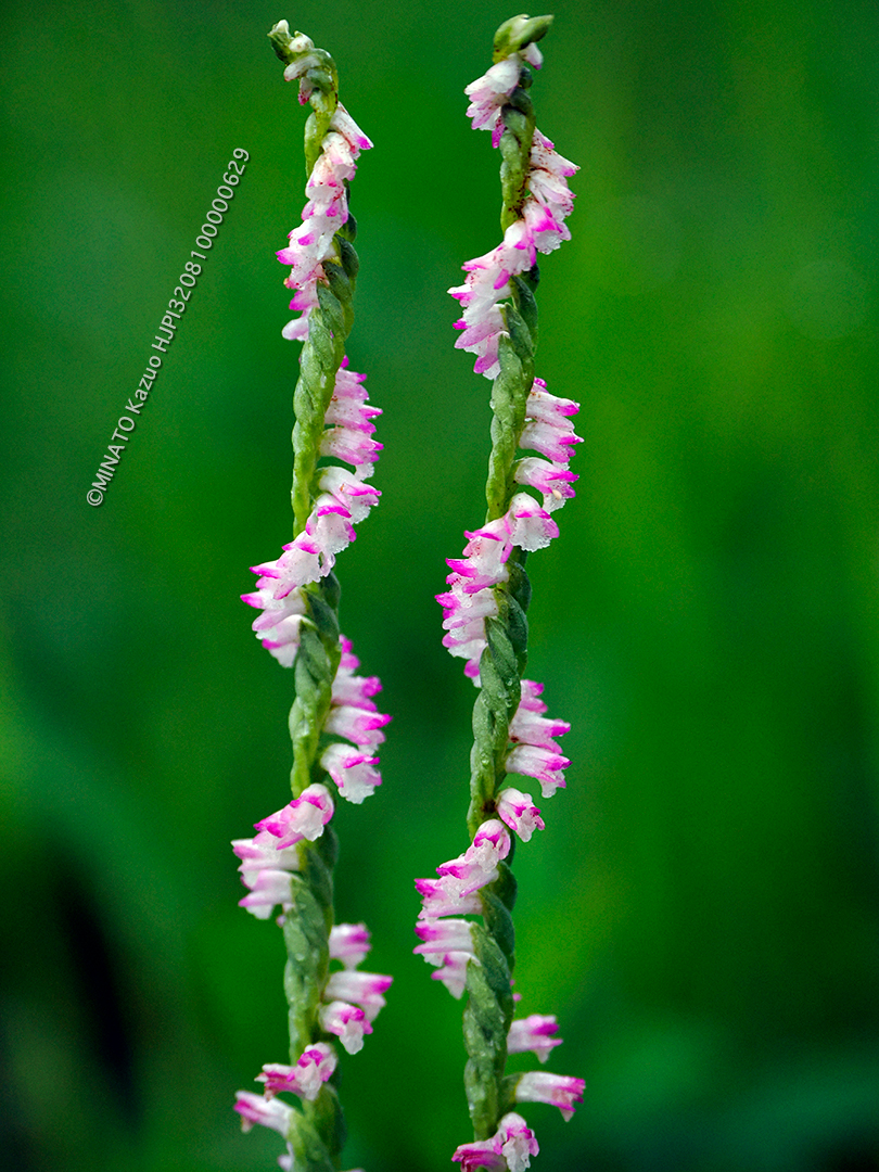 ナンゴクネジバナ