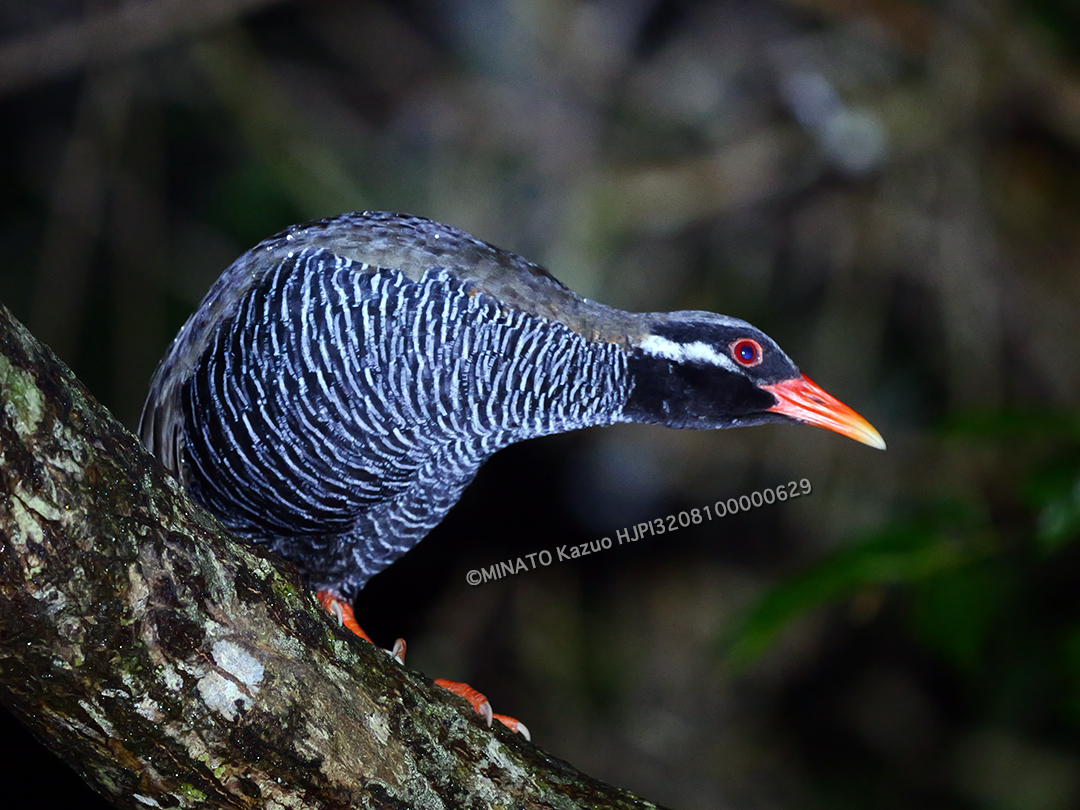 ヤンバルクイナ