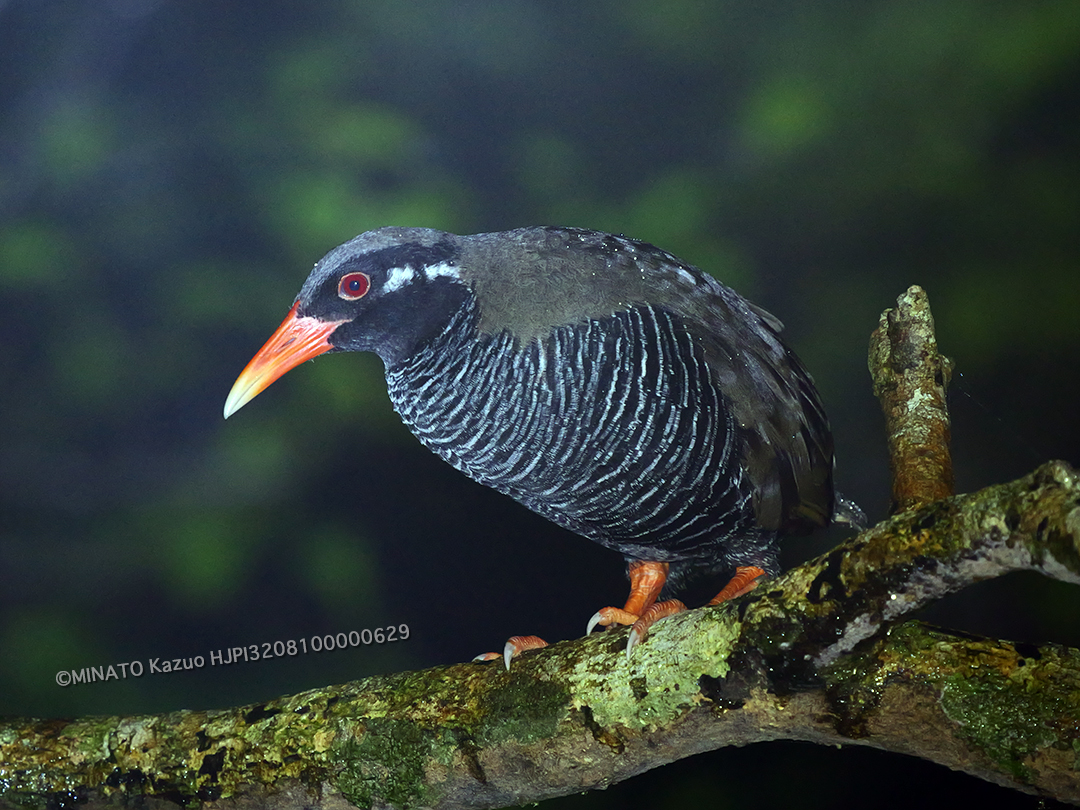 ヤンバルクイナ