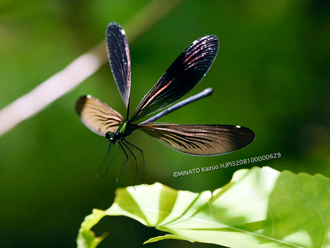 リュウキュウハグロトンボ雌