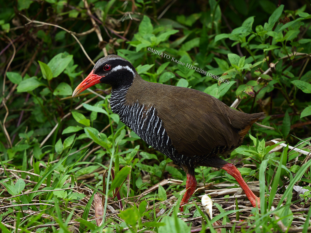 ヤンバルクイナ
