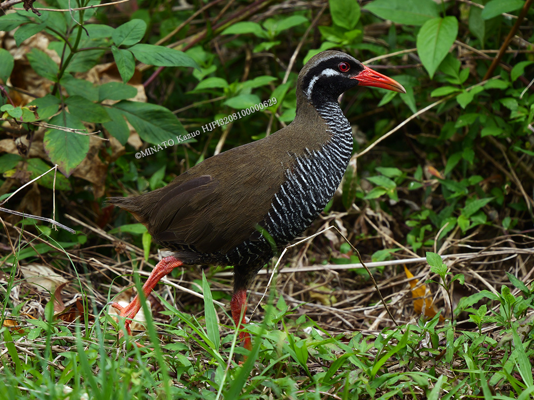 ヤンバルクイナ