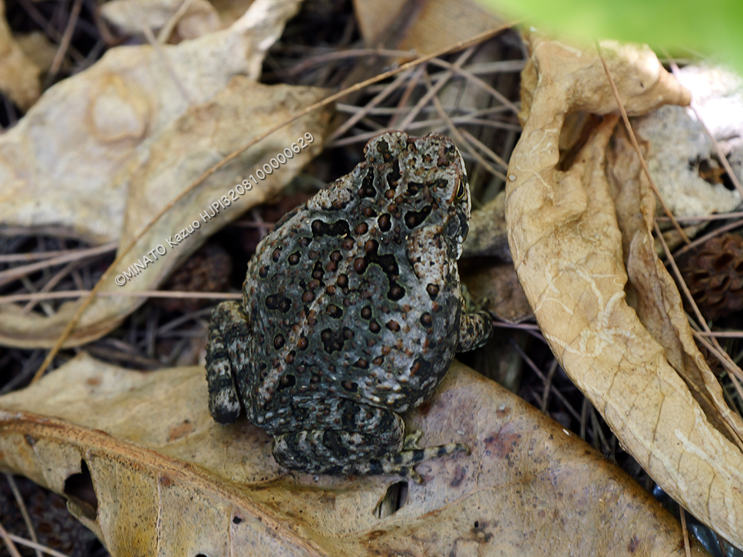 オオヒキガエル？