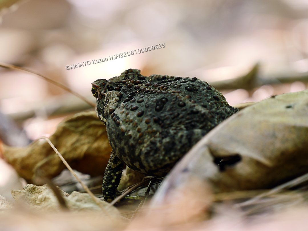 オオヒキガエル