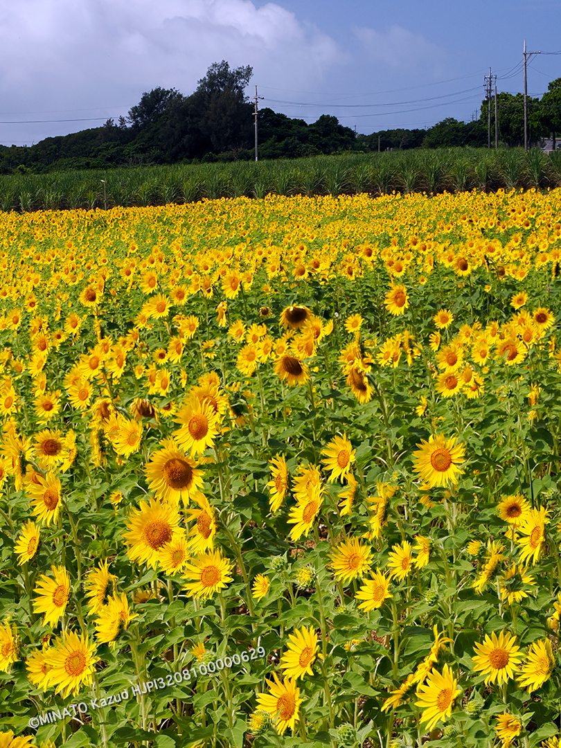 ヒマワリ畑