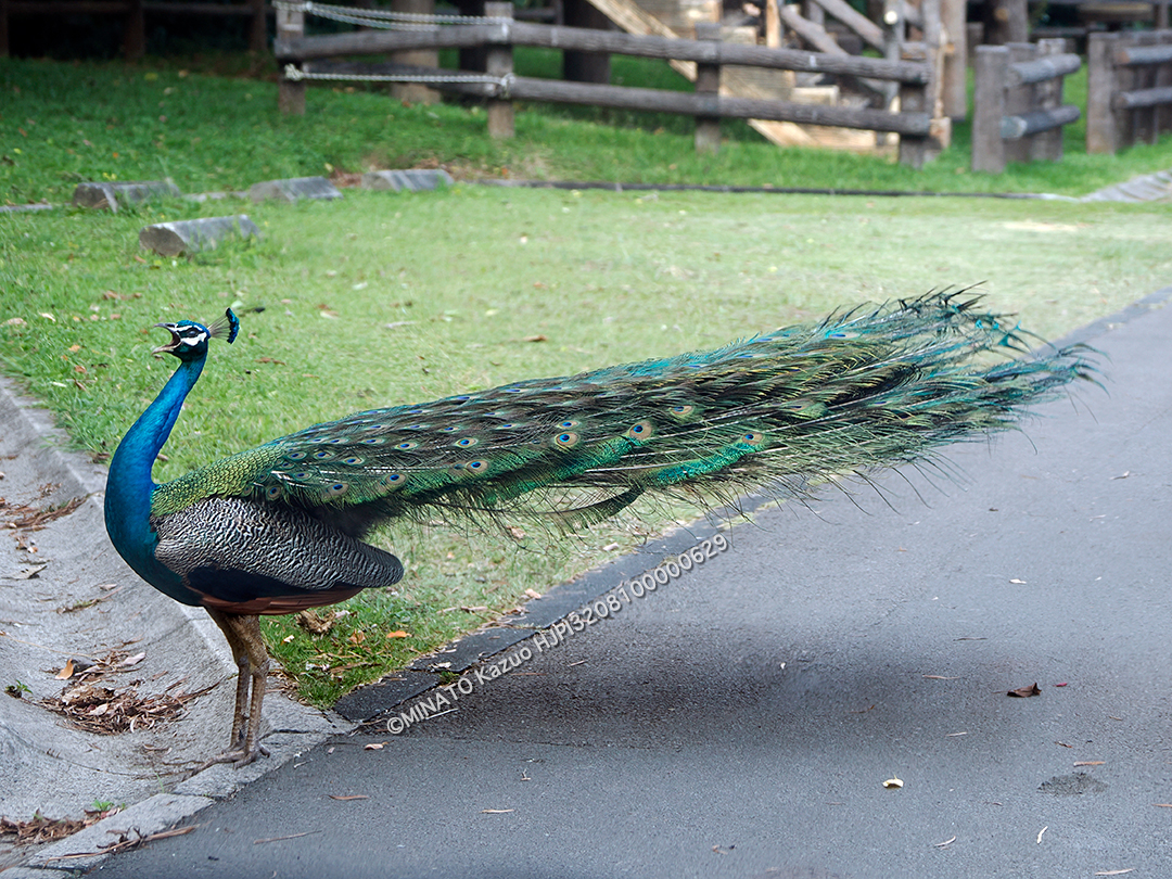 インドクジャク雄
