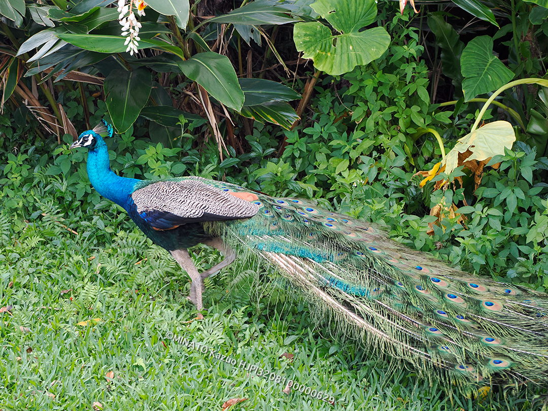 インドクジャク雄