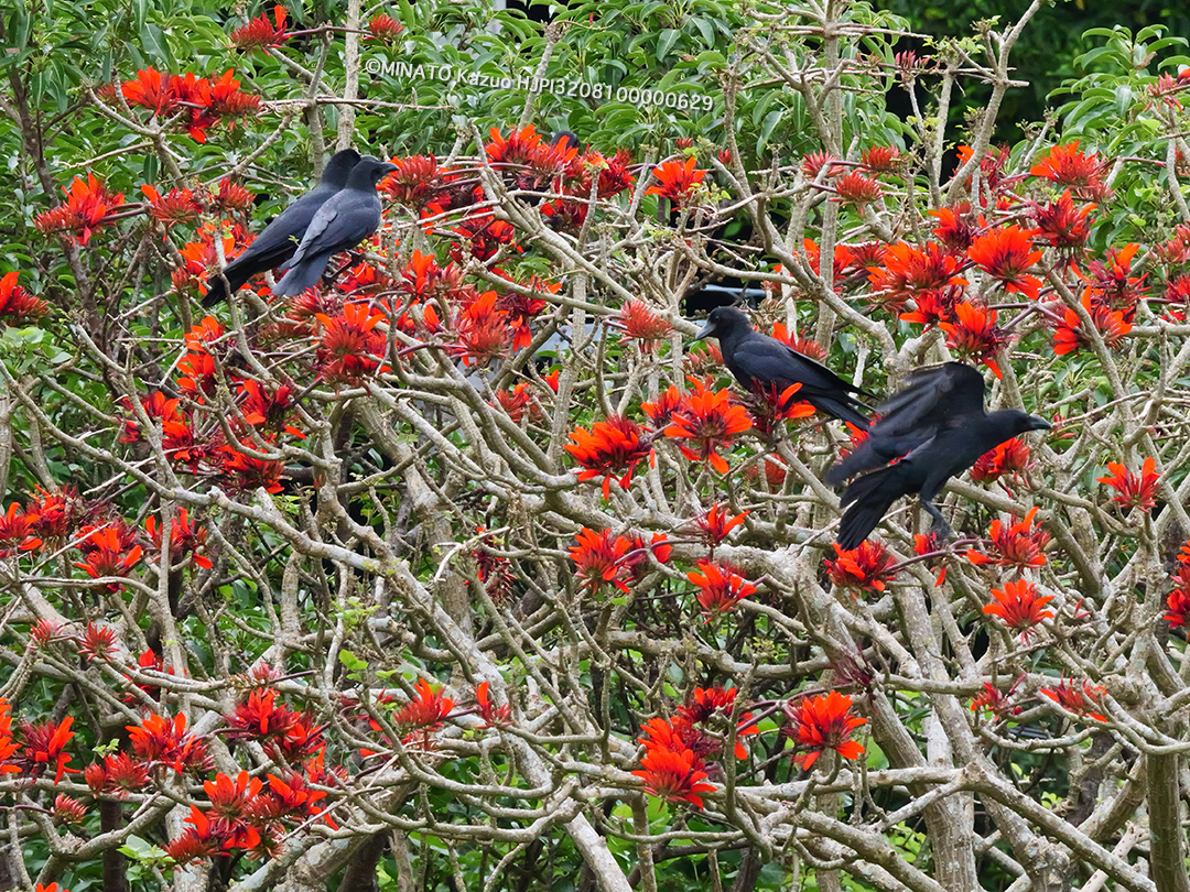リュウキュウハシブトガラス